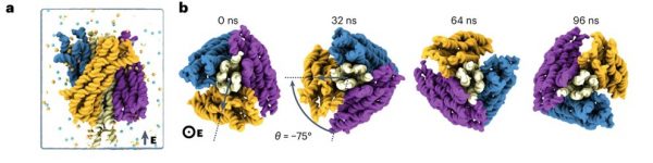 All-atom molecular dynamics simulation of a DNA turbine rotation.