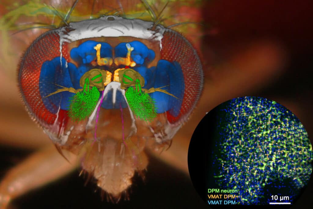 Fruit fly inspires AI chip to help drones avoid obstacles, save power