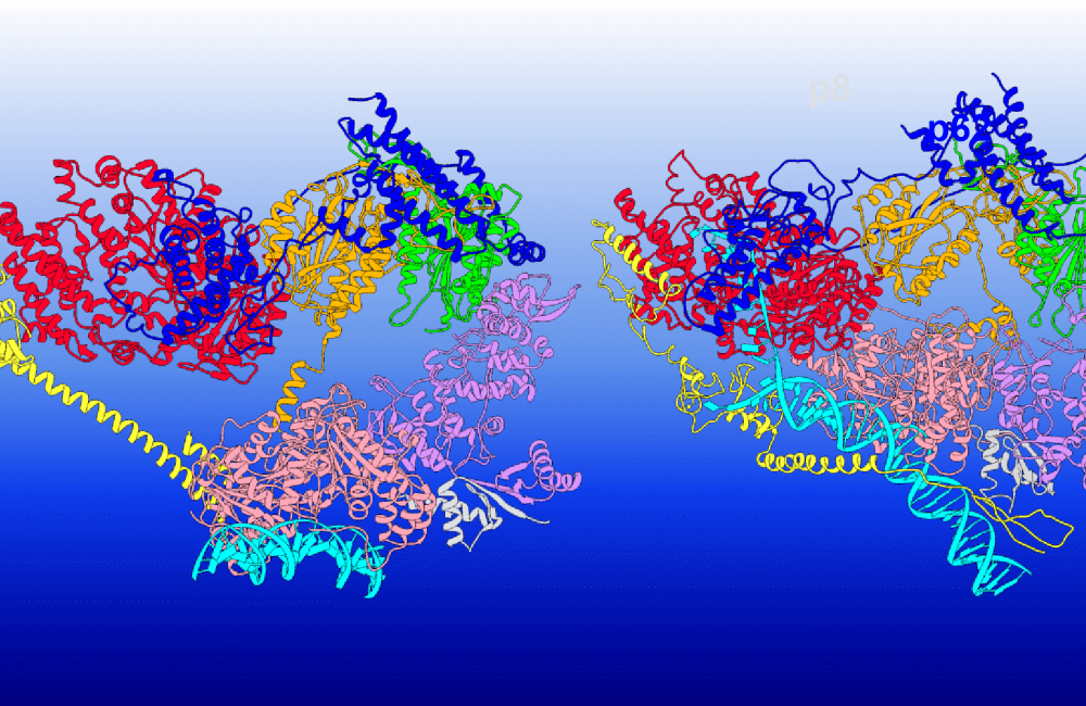 This illustration shows how the TFIIH protein complex changes its structure to execute different functions. The TFIIH subunits are colored as follows: XPD red, p62 blue, p44 orange, p34 green, p52 purple, p8 light grey, XPB pink; MAT1 and XPA are shown in yellow, and DNA is cyan.