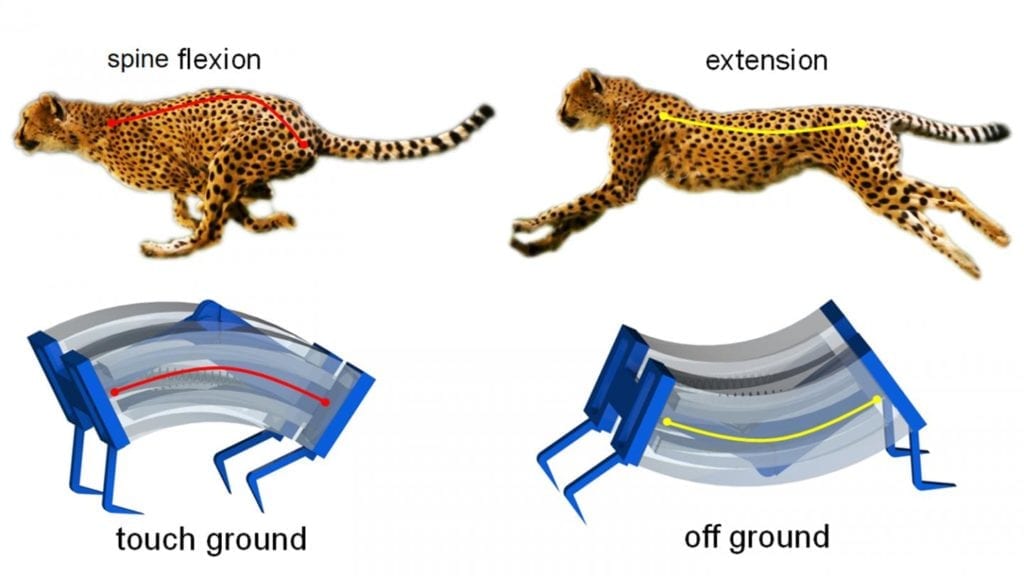 Cheetahs inspire NC State robots that can move faster, grasp more precisely