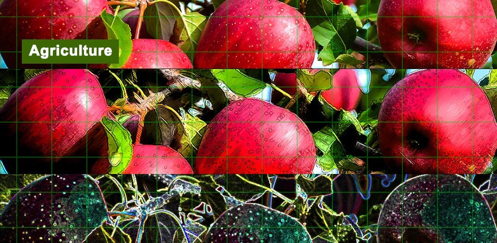 apples