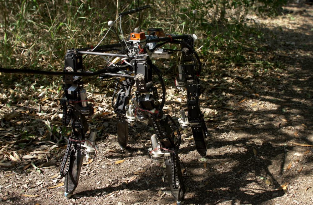 Quadruped learns to adapt its legs to changing terrain