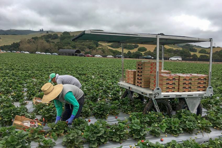 StrawBot follows harvesters to improve strawberry picking productivity