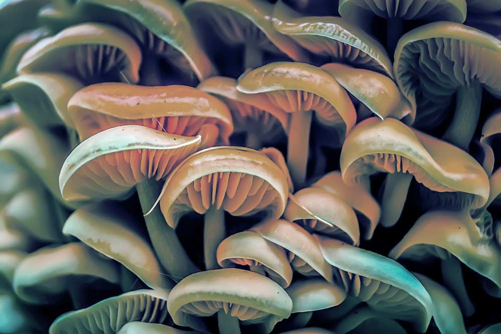 OSC Resources Aid in Xavier University Plant Communication Research