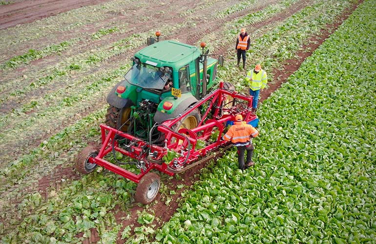 How machine vision helps automate lettuce harvesting