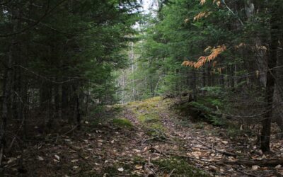 New AI Method Utilized to Better Monitor Maine’s Forests
