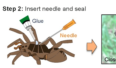 Watch researchers use dead spiders as robotic grippers