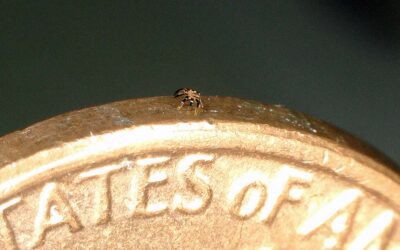 Researchers create walking robot half a millimeter wide