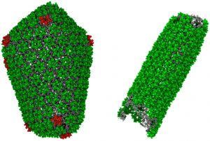 Tiny Ion Is Crucial for HIV Replication: Supercomputer Simulation Explains How Viruses Form Capsids