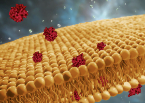 Cyclosporine, a drug that suppresses immune reactions, can cross cell membranes.