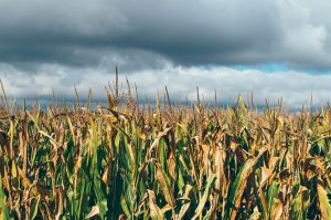 Modeling Agriculture Matters for Carbon Cycling