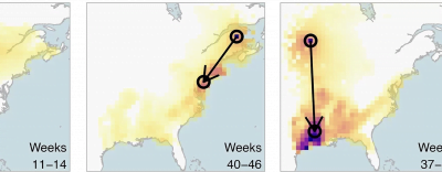BirdFlow AI: How Supercomputers and AI Unveil the Secrets of Migratory Bird Patterns