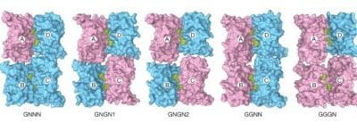 Supercomputer Simulations Explain Life-Critical Protein in the Brain