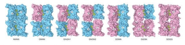 | PACE Engineering Recruiters iGlu R protein