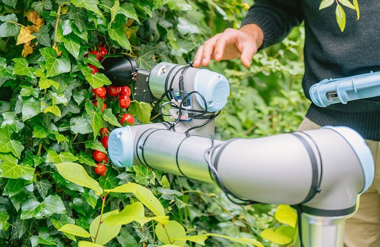 Researchers use ChatGPT to make a tomato picking robot