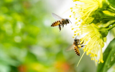Honeybees Make Rapid, Accurate Decisions and Could Inspire Future of AI, Study Suggests