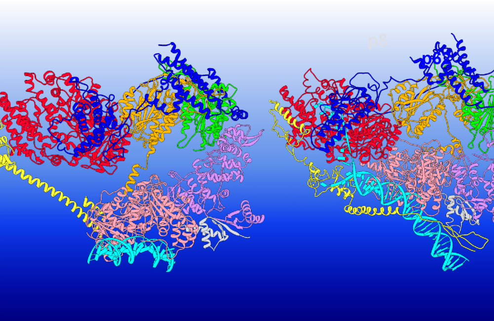 | PACE Engineering Recruiters This illustration shows how the TFIIH protein complex changes its structure to execute different functions The TFIIH subunits are colored as follows XPD red p62 blue p44 orange p34 green p52 purple p8 light grey XPB pink MAT1 and XPA are shown in yellow and DNA is cyan
