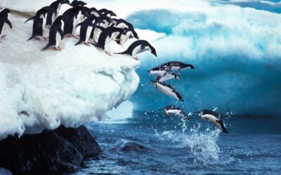 ACCESS Unlocks Oceanic Mysteries: Penguin-Krill Dynamics Studied with Stony Brook’s Ookami