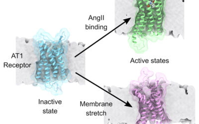 Computer Simulations Reveal New Information About Key Protein’s Role in Treatment of Heart, Kidney and Other Diseases