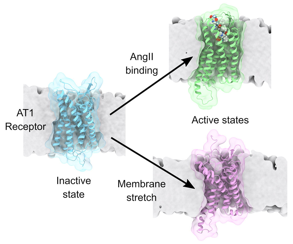 This illustration based on simulations run on Expanse shows the structure of the AT1 receptor in its inactive configuration left versus being activated by binding of the natural agonist AngII top right or membrane stretch bottom right