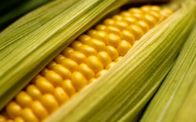 Supercomputing Simulations in Multiyear Study of Corn to Address Food Insecurity Reveal Surprising Molecular Results