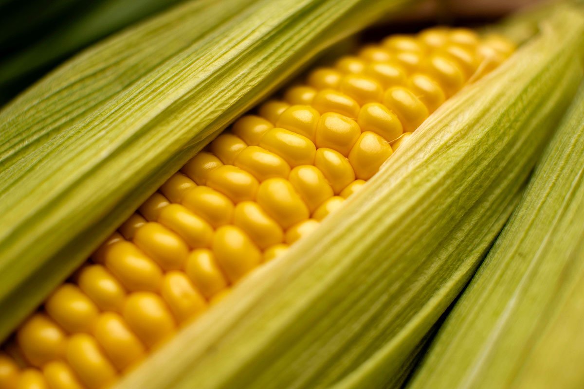 corn