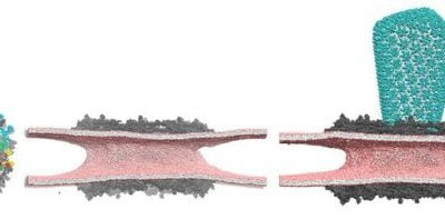 UChicago Scientists Uncover How HIV Invades Cell Nucleus with Help from TACC’s Frontera