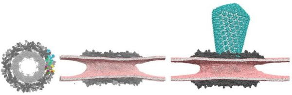 PACE Engineering Recruiters A simulation of the pore of the nucleus of the cell From left an overhead view center a cutaway view and at right with an HIV capsid shown in blue green embedded