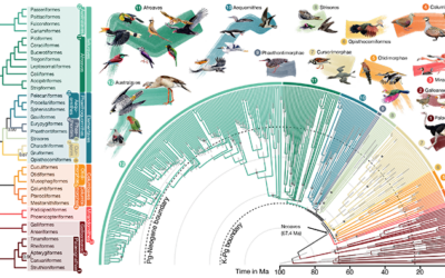 Computational Tools Fuel Reconstruction of New and Improved Bird Family Tree