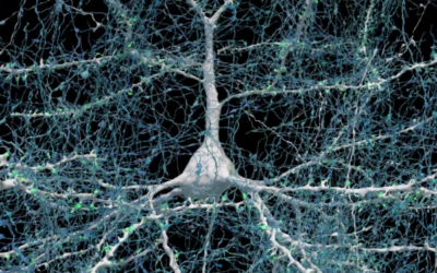 Harvard/Google use AI to help Produce Astonishing 3D Map of Brain Tissue