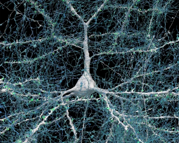harvard neuron image