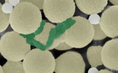 Researchers build microrobots to remove microplastics from water