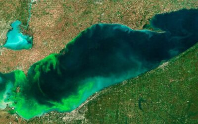 Los Alamos Researchers Deploy AI Models to Predict Harmful Algal Blooms