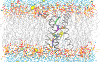 UChicago Researchers Leverage Anton Simulations to Explore Protein Dynamics