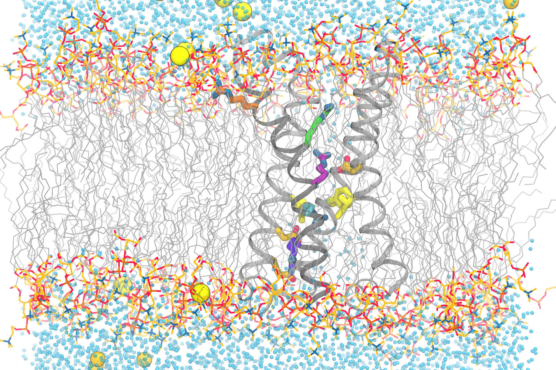 This image shows the complexity of simulating the functional movements of the voltage-sensitive phosphatase’s motions