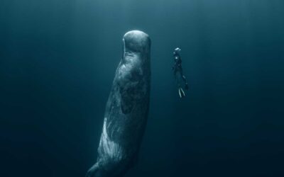 ACCESS: Using Supercomputers to Understand the Echoes of Toothed Whales