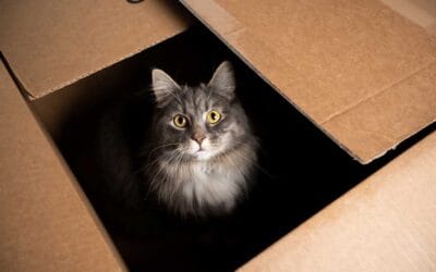 Scientists Have Pushed the Schrödinger’s Cat Paradox to New Limits | WIRED