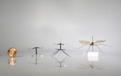 Harvard equips its RoboBee with crane fly-inspired landing gear