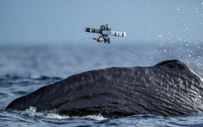 How Project CETI uses drones to humanely tag sperm whales – The Robot Report
