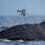 How Project CETI uses drones to humanely tag sperm whales – The Robot Report